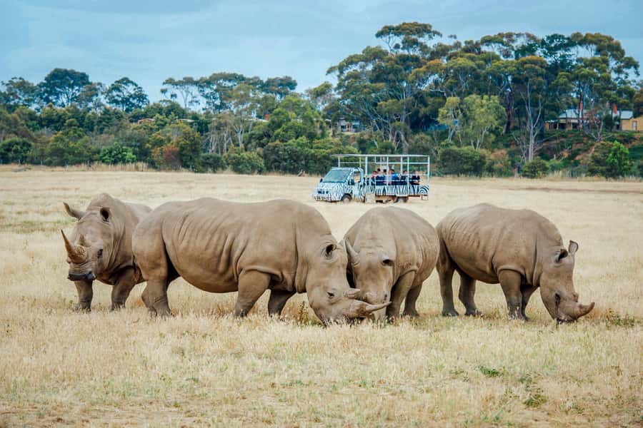 Werribee Open Range Zoo: Entry Ticket - A broad African setting 30 minutes from Melbourne