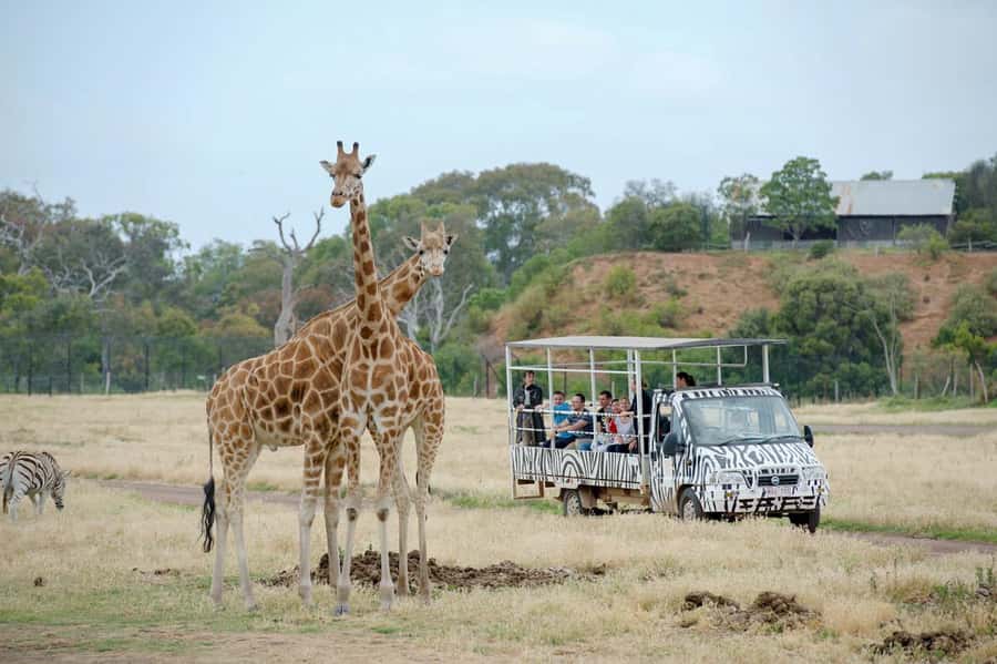 Werribee Open Range Zoo: Entry Ticket - Lions, gorillas, and hippos on foot