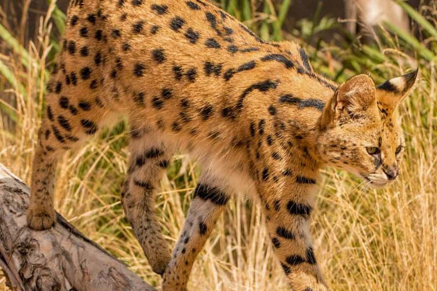 Werribee Open Range Zoo: Entry Ticket - Australian Journey adds a local side