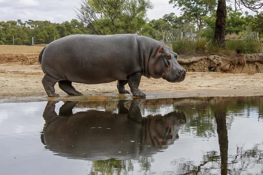 Werribee Open Range Zoo: Entry Ticket - Planning your walking day