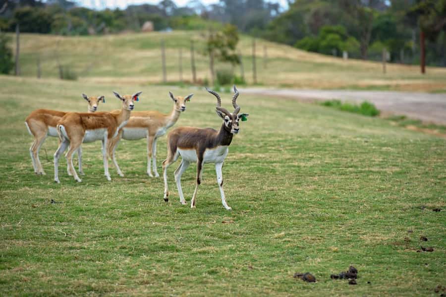 Werribee Open Range Zoo: Entry Ticket - Driving or taking public transport from Melbourne