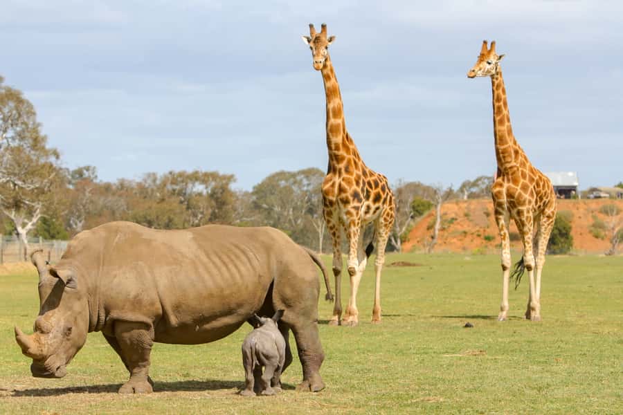 Werribee Open Range Zoo: Entry Ticket - Is the $37 ticket good value?