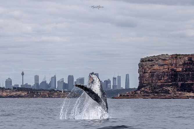 Whale Watching Boat Trip in Sydney - Key points to know before you go