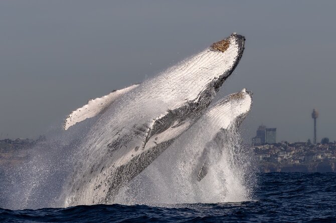 Whale Watching Boat Trip in Sydney - The small boat difference