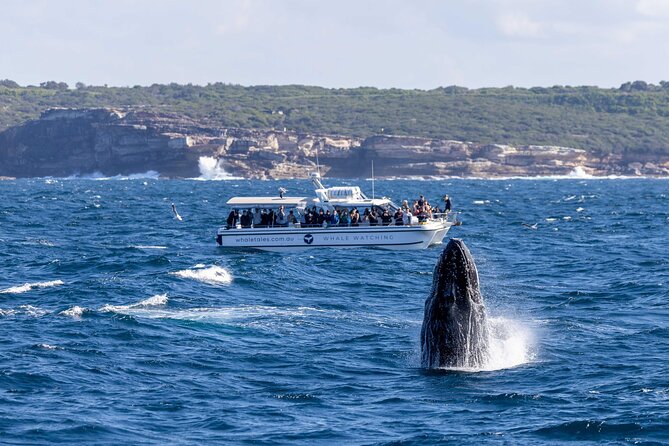 Whale Watching Boat Trip in Sydney - Commentary that gives the whales context