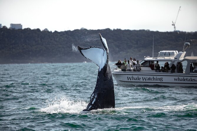 Whale Watching Boat Trip in Sydney - What a successful sighting can look like