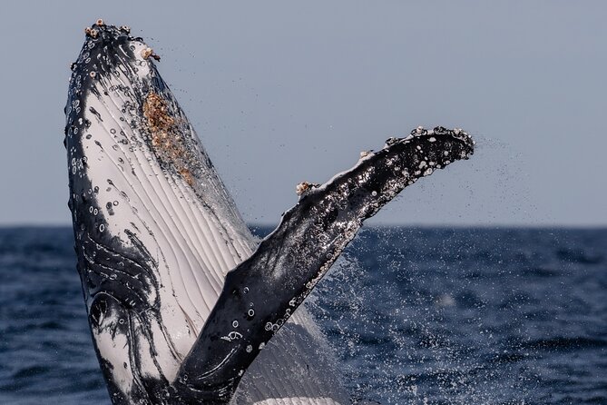 Whale Watching Boat Trip in Sydney - Seasickness, wind, and what to pack