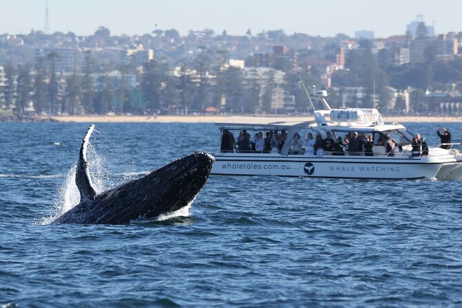 Whale Watching Boat Trip in Sydney - Beyond the Heads, where the real search begins