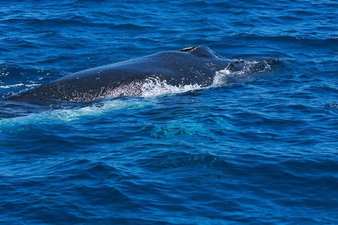 Whale Watching Busselton - From Port Geographe Marina to open sea