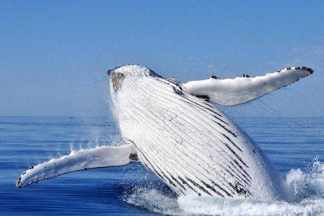 Whale Watching Busselton - The marine biologist guide adds real value