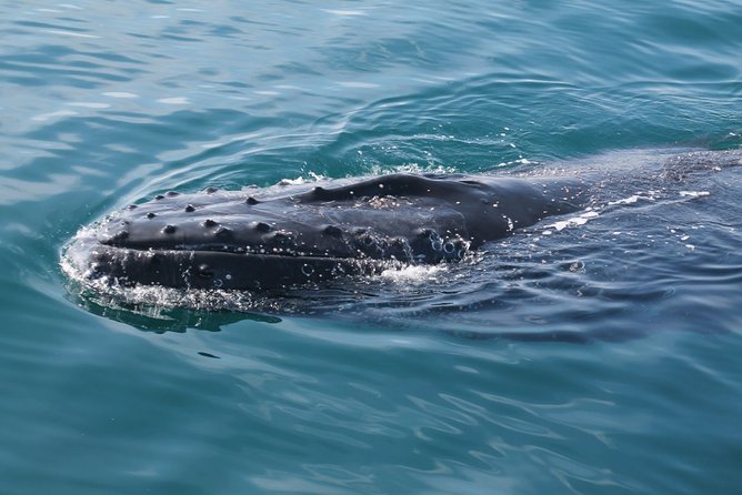 Whale Watching Busselton - Finding your best place on Whalesong