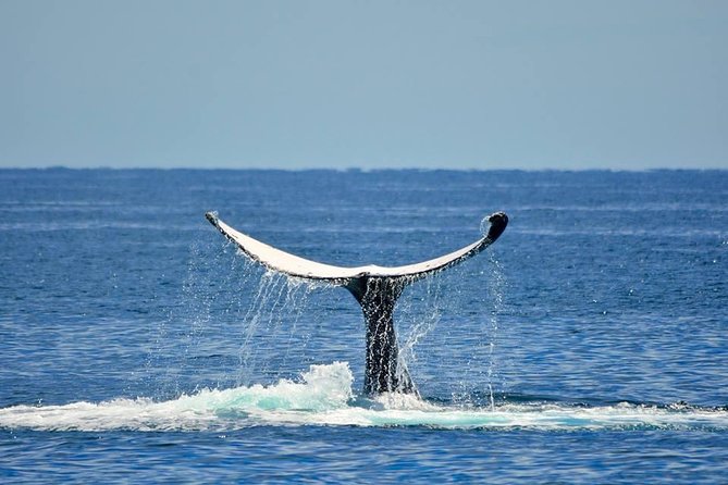 Whale Watching Busselton - What the whale search is really like