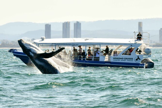 Whale Watching by Sea World Cruises - What the Spirit of Migaloo II is like at sea