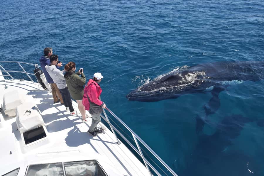 Whale Watching Cruise from Busselton, Augusta or Dunsborough - Key points to know before you go