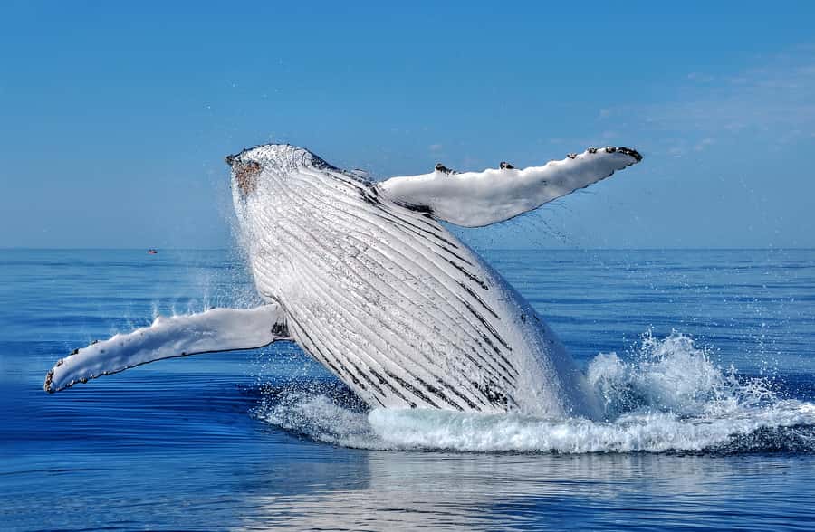 Whale Watching Cruise from Busselton, Augusta or Dunsborough - Why this whale cruise works so well