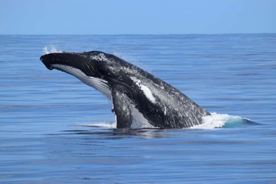 Whale Watching Cruise from Busselton, Augusta or Dunsborough - What the two-hour cruise feels like