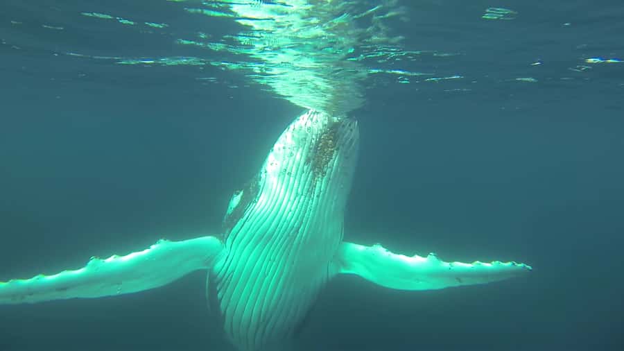 Whale Watching Cruise from Busselton, Augusta or Dunsborough - Wildlife beyond the humpbacks