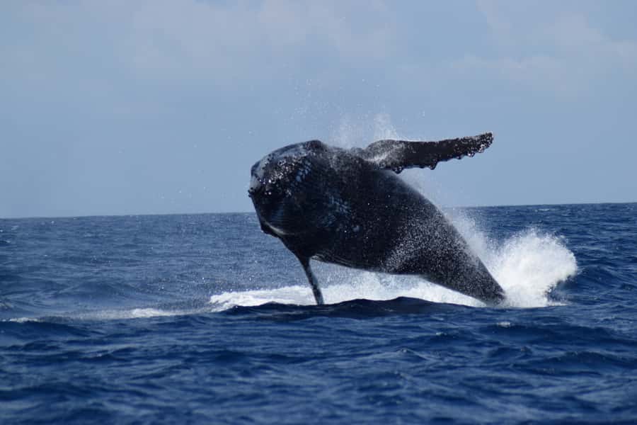 Whale Watching Cruise from Busselton, Augusta or Dunsborough - Should you book the All Sea Charters cruise?