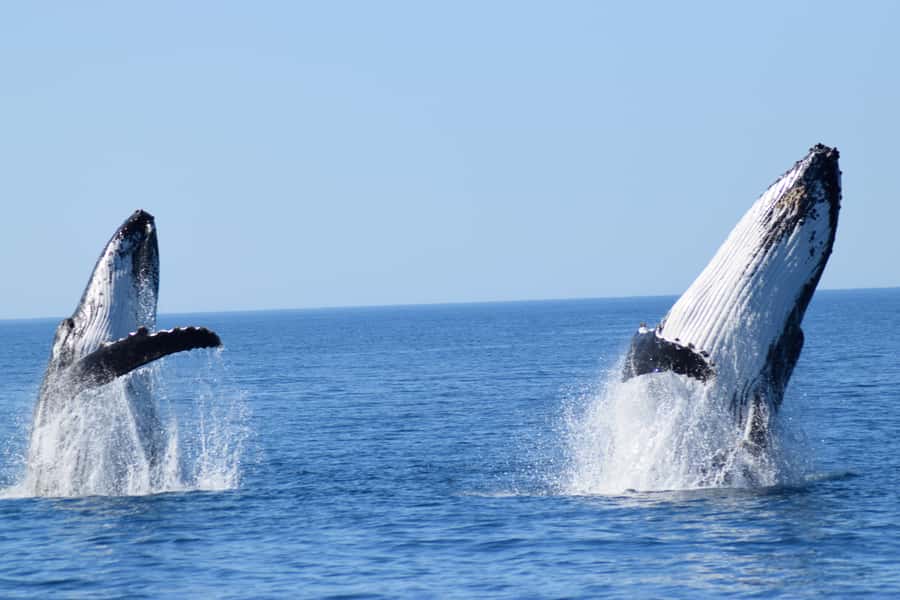 Whale Watching Cruise from Busselton, Augusta or Dunsborough - Choosing between Busselton, Dunsborough and Augusta