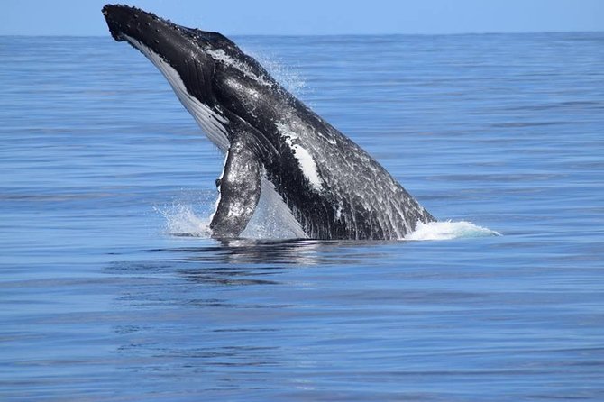 Whale Watching Dunsborough - Whale species and the best kind of expectation
