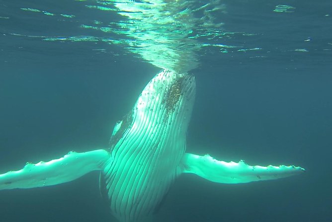 Whale Watching Dunsborough - How the boat size affects your experience