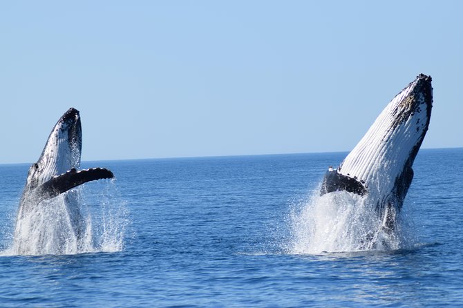 Whale Watching Dunsborough - Three decks give you a better chance to see a whale