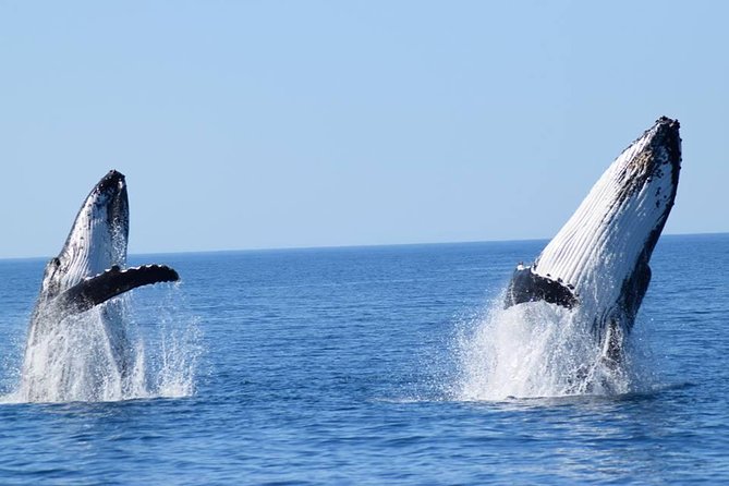 Whale Watching from Augusta in Western Australia - Key points at a glance
