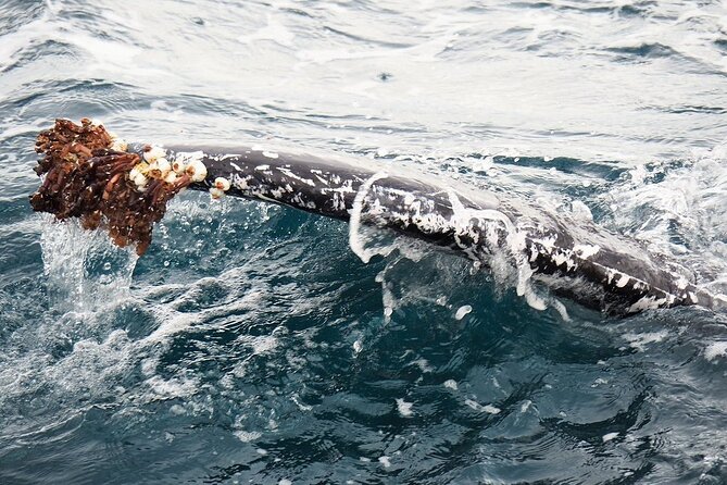 Whale Watching from Augusta in Western Australia - The two-hour search for humpbacks