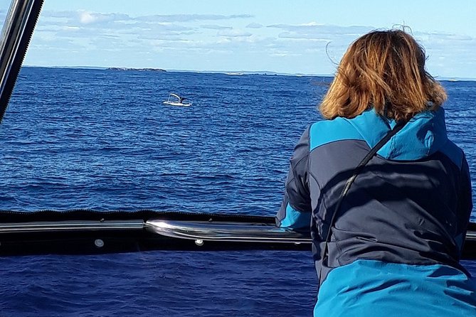 Whale Watching from Augusta in Western Australia - What the whale sightings may be like