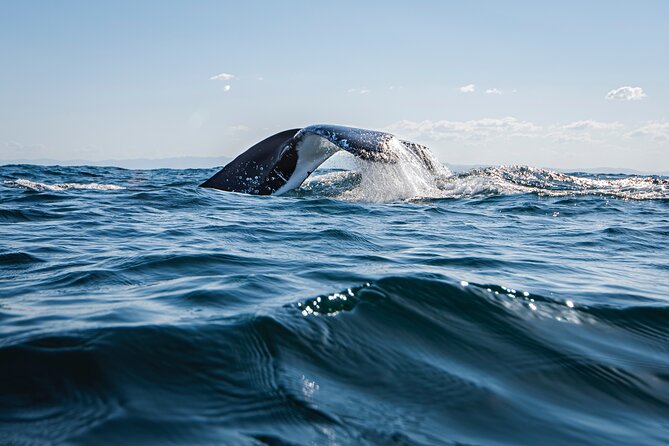 Whale Watching Gold Coast - Why the low boat matters on a whale safari