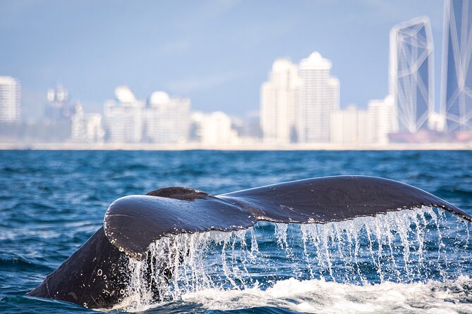 Whale Watching Gold Coast - Small-group comfort versus standard cruise size