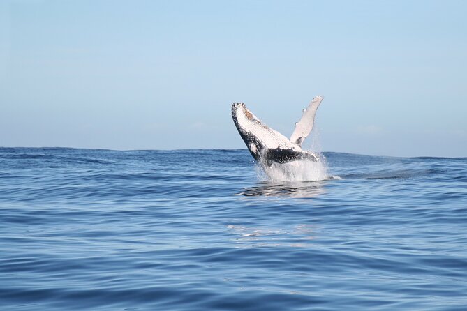 Whale Watching Gold Coast - Who should book this Gold Coast whale trip?