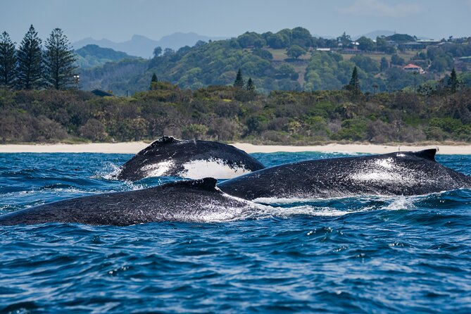 Whale Watching Gold Coast - Weather, cancellations, and booking flexibility