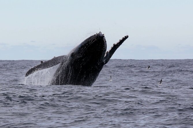 Whale Watching in Coffs Harbour - Leaving Coffs Harbour on Mega Wild