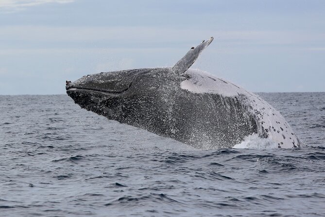Whale Watching in Coffs Harbour - Comfort, access, and who will enjoy it