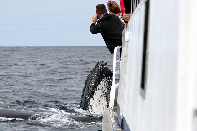 Whale Watching Tour with Spirit of Gold Coast - Watching Humpbacks From Southport