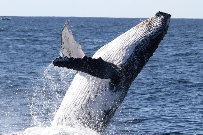 Whale Watching Tour with Spirit of Gold Coast - What the First 30 Minutes Can Bring
