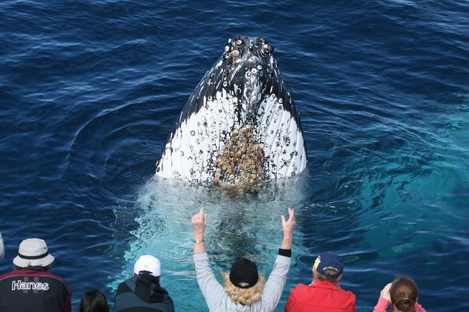 Whale Watching Tour with Spirit of Gold Coast - Two Decks, Open Water, and a Warm Cup of Tea