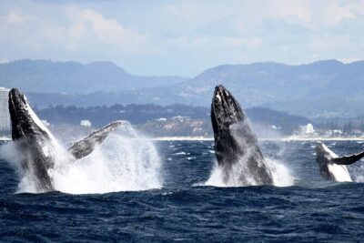 Whale Watching Tour with Spirit of Gold Coast