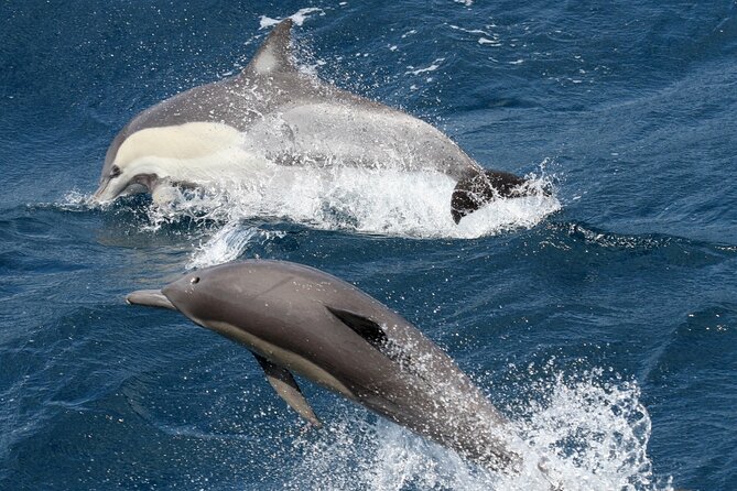Whale Watching Tour with Spirit of Gold Coast - The Whale Guarantee and Its Limits