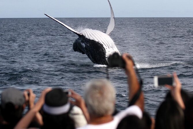 Whale Watching Tour with Spirit of Gold Coast - Rough Seas, Weather Cancellations, and Timing