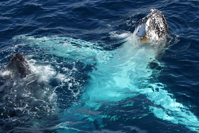 Whale Watching Tour with Spirit of Gold Coast - Should You Book Spirit of Gold Coast?