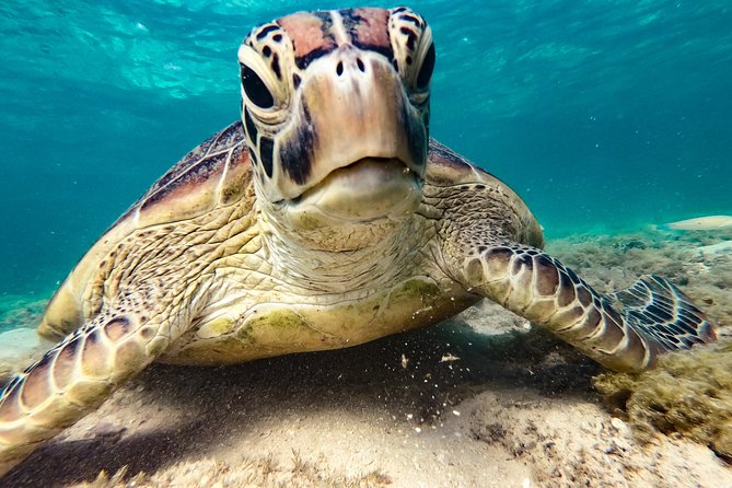 Whitsunday Islands Sail, SUP & Snorkel Tour- Small group - Cruise ship timing needs careful checking
