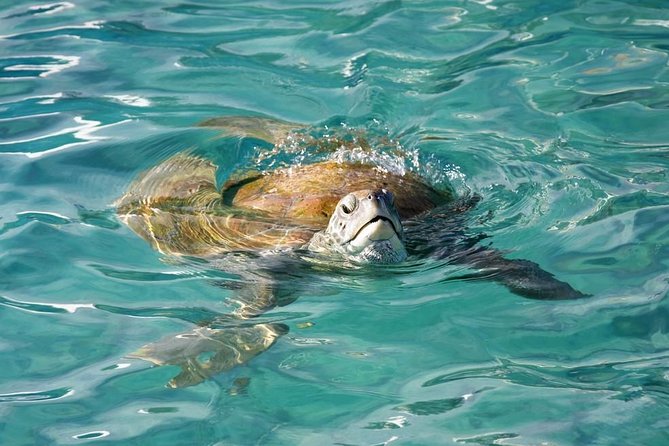 Whitsundays Guided Jet Ski Tour - Two-Island Safari: more distance, more demands