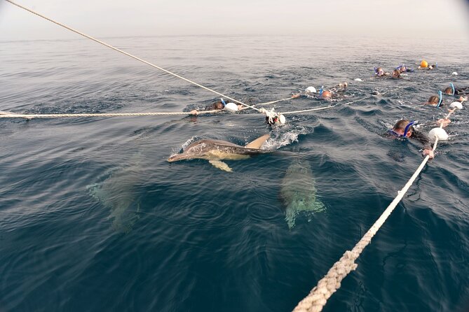 Wild Dolphin Swim Cruise - Setting off from Glenelg at 8:00 am