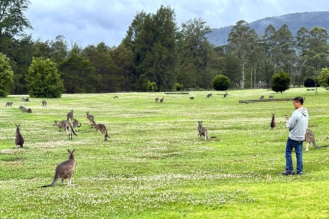 WILD Wombat and Kangaroo Day Tour, All Inclusive - Sunset is the right time for wombats and kangaroos