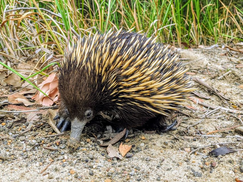 WILD Wombats and Kangaroo Experience, All Inclusive, Sydney - Wombats, kangaroos, and the evening payoff