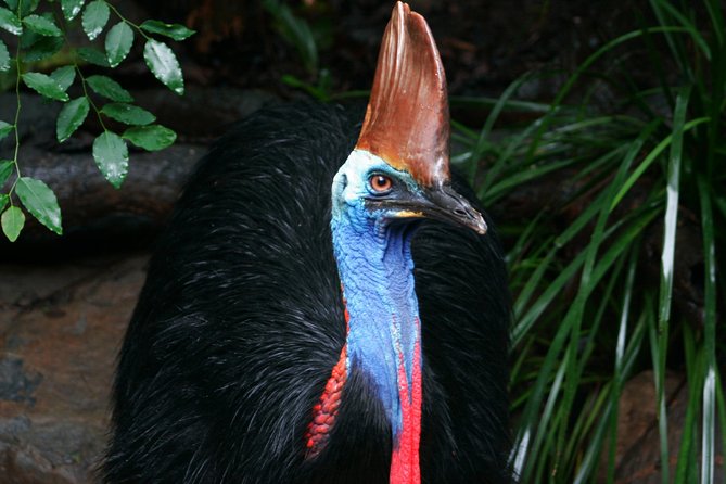 Wildlife Habitat Port Douglas - Key points before you go