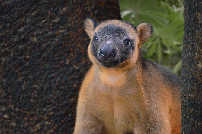Wildlife Habitat Port Douglas - Rainforest paths and a chance to spot the cassowary