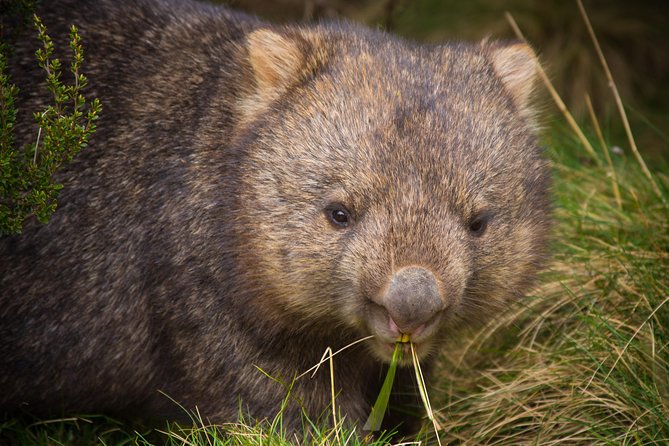 Wildlife Night Spotting at Cradle Mountain - Ronny Creek: sunset, torches and the first animals